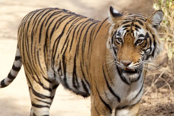 बाघों के शिकार और अंगों की अंतर्राष्ट्रीय तस्करी का कुख्यात आरोपी शेरू पारधी गिरफ्तार 1.5 वर्ष से था फरार, शिकार की फिराक में शहडोल जिले के ब्यौहारी से दबोचा गया 5 राज्यों से अब तक 8 आरोपी गिरफ्तार छुरी, चाकू, कुल्हाड़ी और पक्षी पकड़ने का जाल बरामद